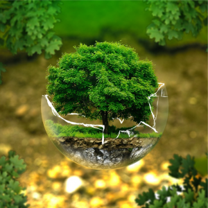 Bachelor of Science Honours in Forest Resources and Wildlife Management