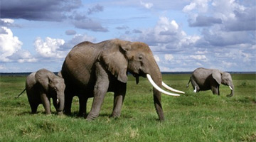 Forest Resources & Wildlife Management