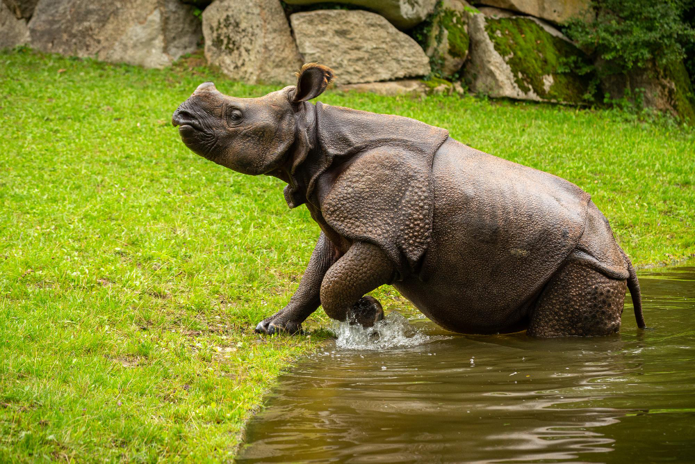 How One Zoo Placement Shaped a Career in Conservation