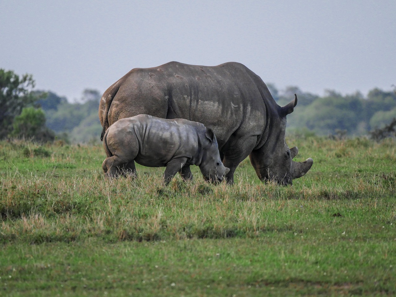 How One Zoo Placement Shaped a Career in Conservation