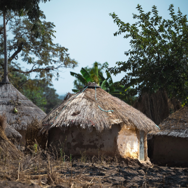Thatch grass fuels new hope  for homegrown bioethanol